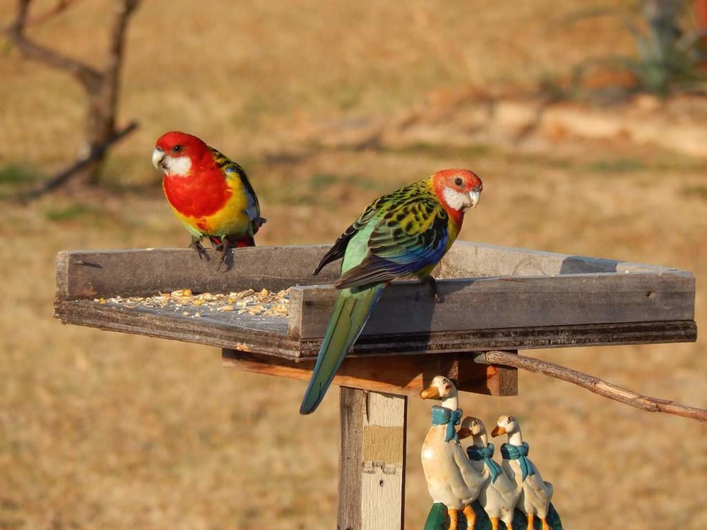 Grovely House Bed & Breakfast Stanthorpe Eksteriør bilde