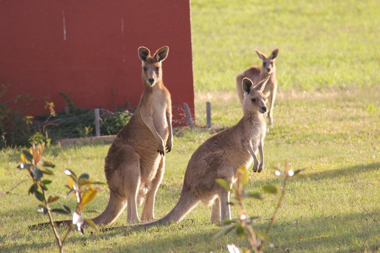 Grovely House Bed & Breakfast Stanthorpe Eksteriør bilde