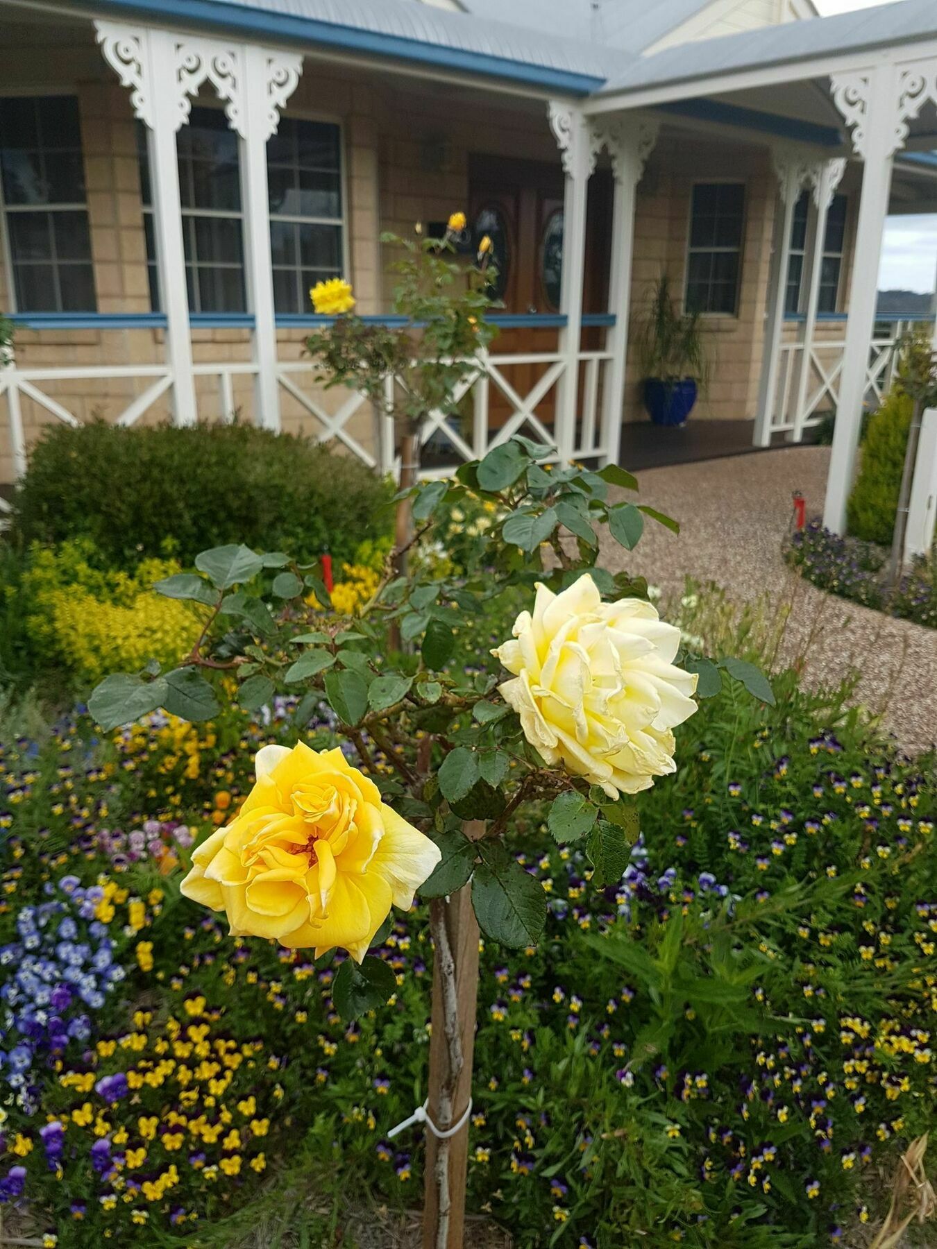 Grovely House Bed & Breakfast Stanthorpe Eksteriør bilde